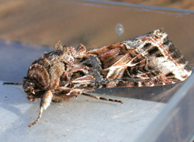 Yellow-striped Armyworm Armyworm